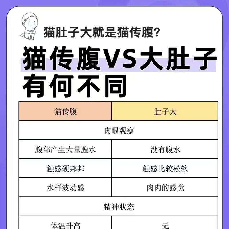 猫咪肚子为何总是瘪的?解析消化系统与体态原因 猫咪肚子为何总是瘪的?解析消化系统与体态原因