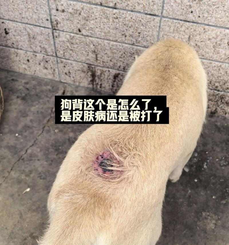 如何判断狗狗是否生病？观察这些关键信号