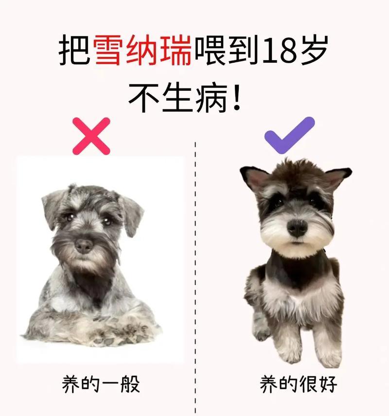 如何判断狗狗是否生病？观察这些关键信号