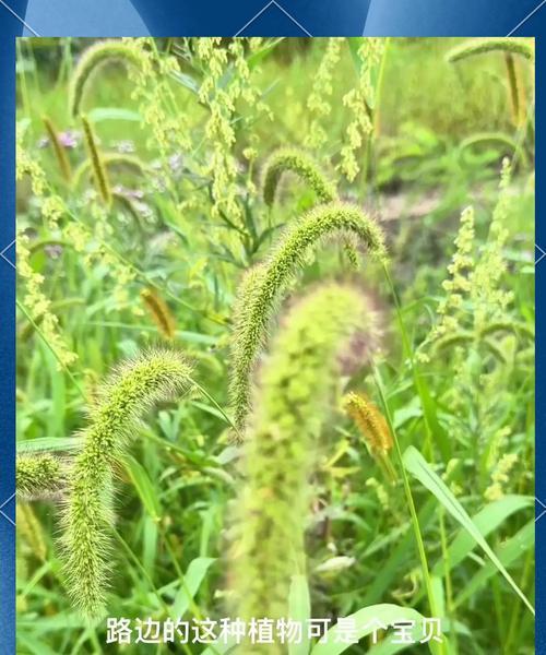 狗狗拉草丛该不该捡？主人责任与环境影响解析