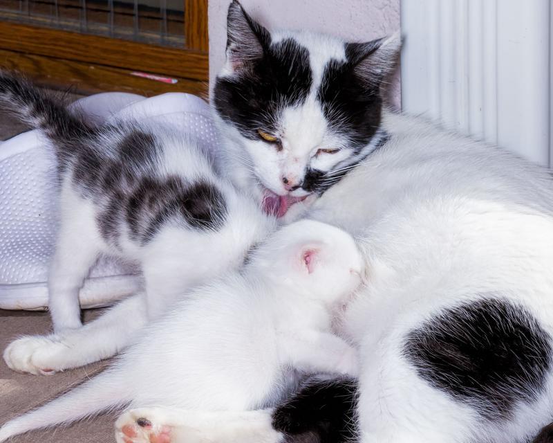 猫咪踩奶行为解析：情感与健康背后的秘密