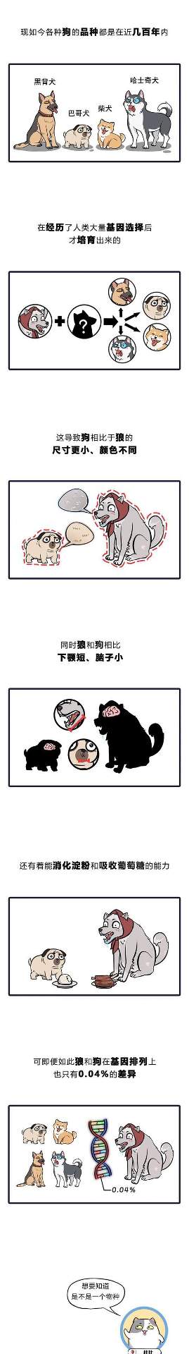 狗的祖先究竟是豺还是狼?科学揭秘犬类起源真相 狗的祖先究竟是豺还是狼?科学揭秘犬类起源真相