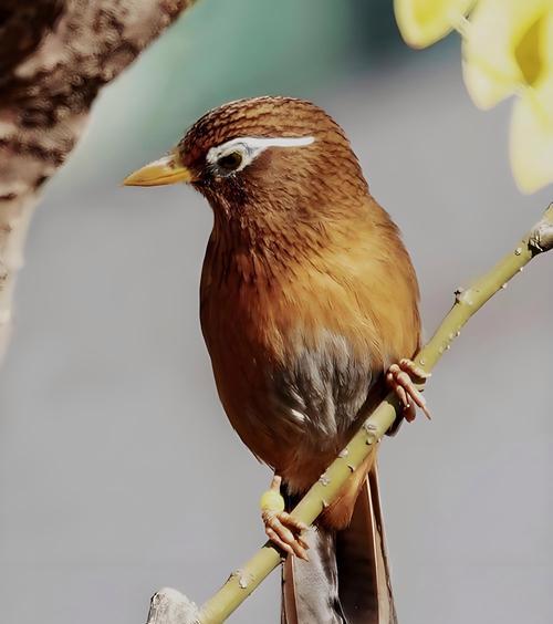 画眉鸟生态观察:行为习性与栖息环境解析 画眉鸟生态观察:行为习性与栖息环境解析