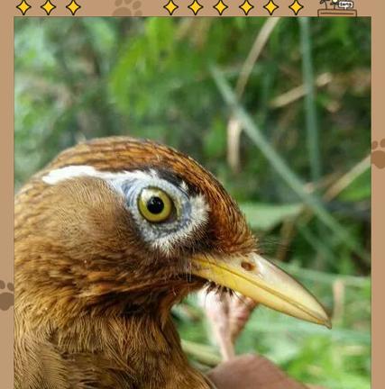 画眉鸟生态观察:行为习性与栖息环境解析 画眉鸟生态观察:行为习性与栖息环境解析