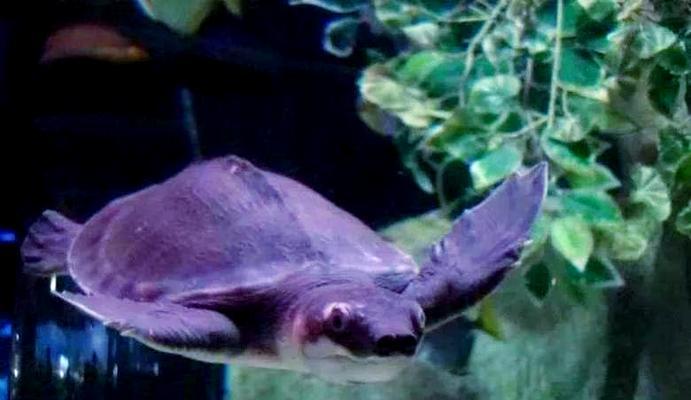 养猪鼻龟水质管理技巧：健康养殖必备知识