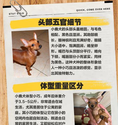 狗狗啃鹿角的时机与口腔健康影响