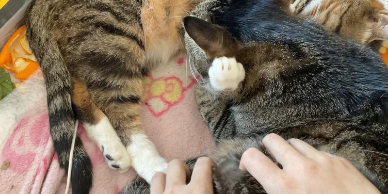 猫咪踩奶行为解析：情感与健康背后的秘密