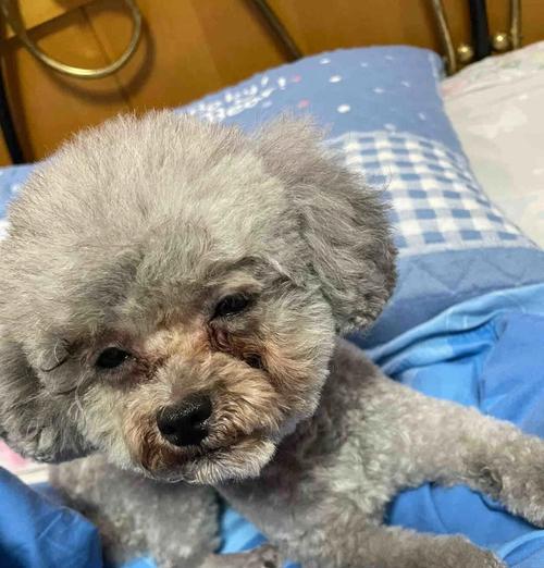 泰迪眼泪擦拭技巧：保持眼部健康与清洁