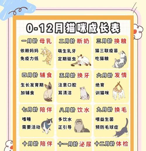 猫咪踩奶行为解析：情感与健康背后的秘密