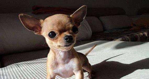 探索吉娃娃犬：迷你身材背后的勇气与智慧