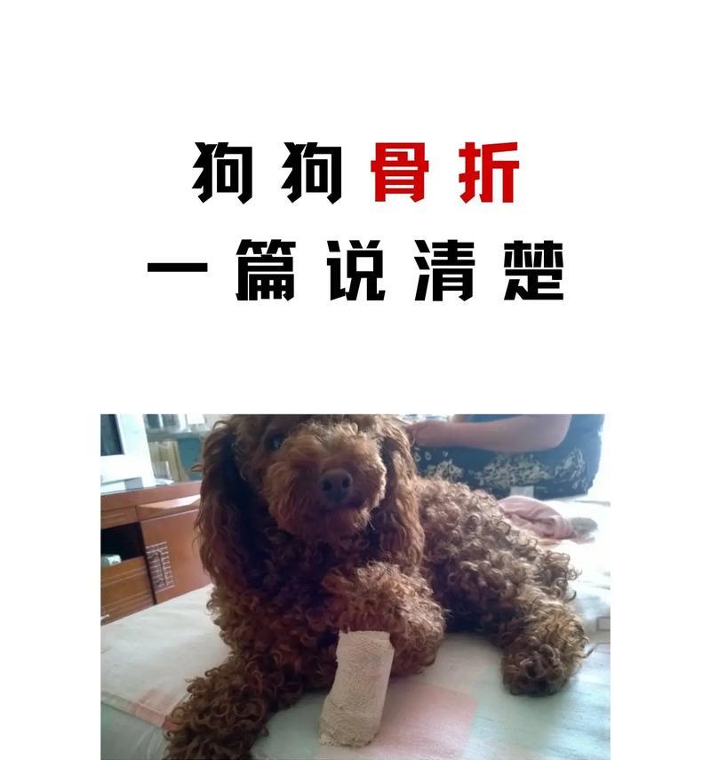 泰迪狗反胃原因解析与科学处理方法