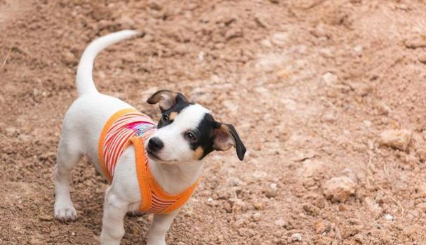 探索吉娃娃犬：迷你身材背后的勇气与智慧