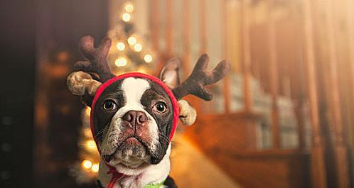 狗狗啃鹿角的时机与口腔健康影响