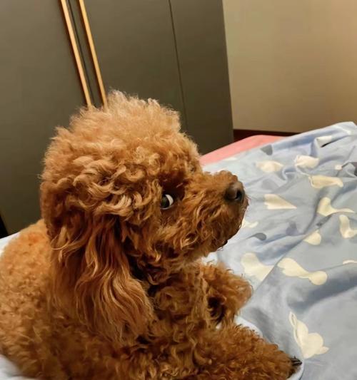 泰迪狗反胃原因解析与科学处理方法