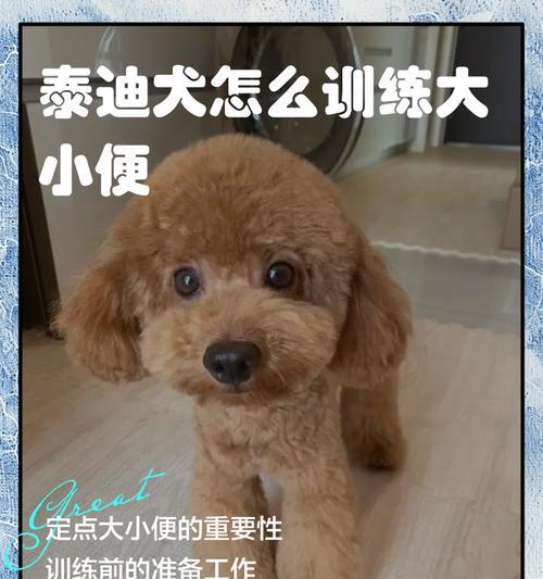 泰迪狗反胃原因解析与科学处理方法