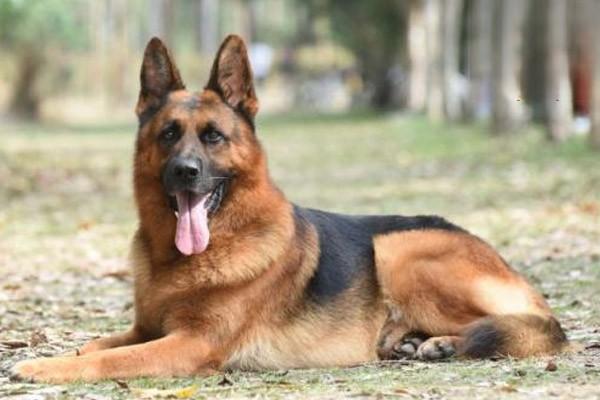 犬猫骨瘤 犬猫骨瘤