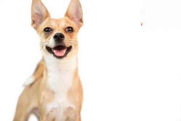 犬猫乳腺肿瘤 犬猫乳腺肿瘤