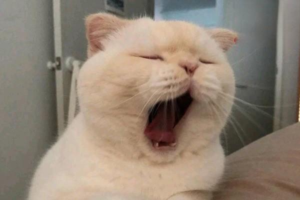 犬猫脂肪瘤、脂肪肉瘤