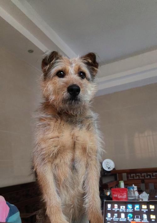 串串狗的15个优点:聪明灵活、亲近家庭的混血犬 串串狗的15个优点:聪明灵活、亲近家庭的混血犬