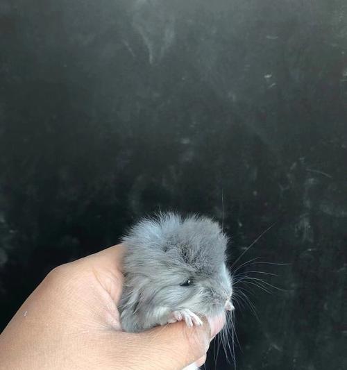 龙猫眼睛发育过程详解及影响因素分析