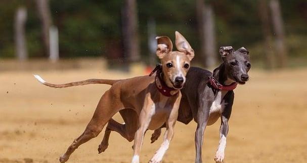 灵缇犬适合家庭养育吗？速度与温柔并存的伴侣