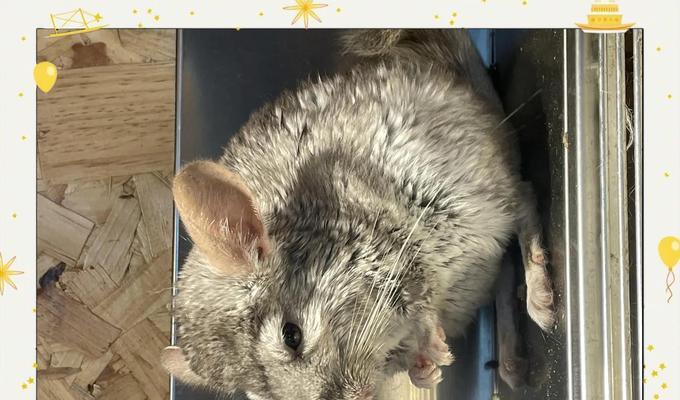 龙猫眼睛发育过程详解及影响因素分析