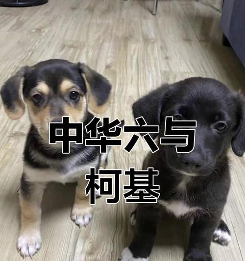 串串狗的15个优点:聪明灵活、亲近家庭的混血犬 串串狗的15个优点:聪明灵活、亲近家庭的混血犬