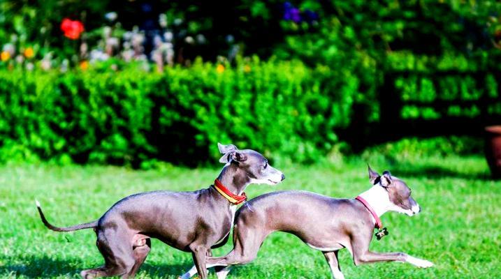 灵缇犬适合家庭养育吗？速度与温柔并存的伴侣