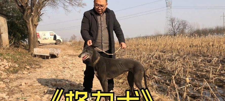 灵缇犬适合家庭养育吗？速度与温柔并存的伴侣