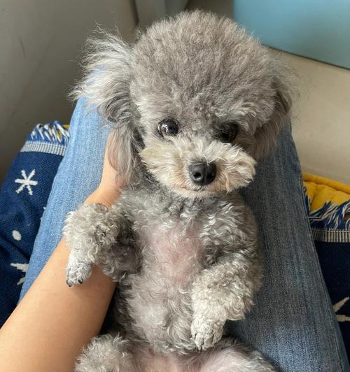 泰迪犬健康配种全攻略:时机选择与繁殖要点 泰迪犬健康配种全攻略:时机选择与繁殖要点