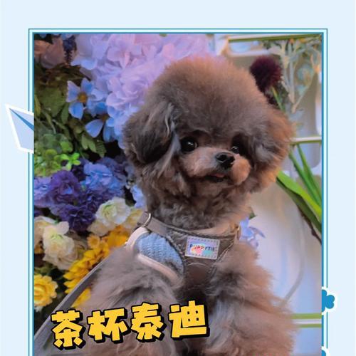 泰迪犬健康配种全攻略:时机选择与繁殖要点 泰迪犬健康配种全攻略:时机选择与繁殖要点