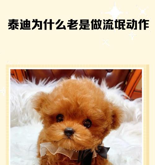 泰迪犬健康配种全攻略:时机选择与繁殖要点 泰迪犬健康配种全攻略:时机选择与繁殖要点