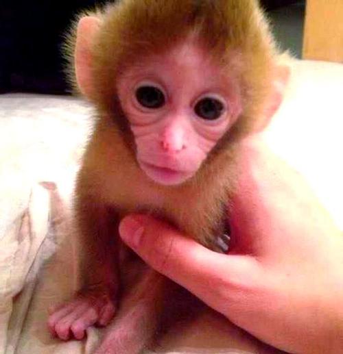 最适合家养的小型宠物猴品种选择指南