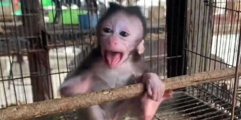 最适合家养的小型宠物猴品种选择指南