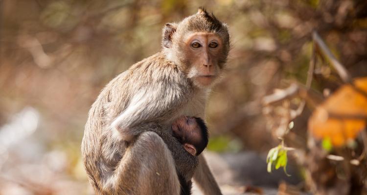 最适合家养的小型宠物猴品种选择指南