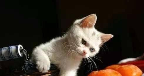 阿比西尼亚猫安全食用水果指南与喂养建议