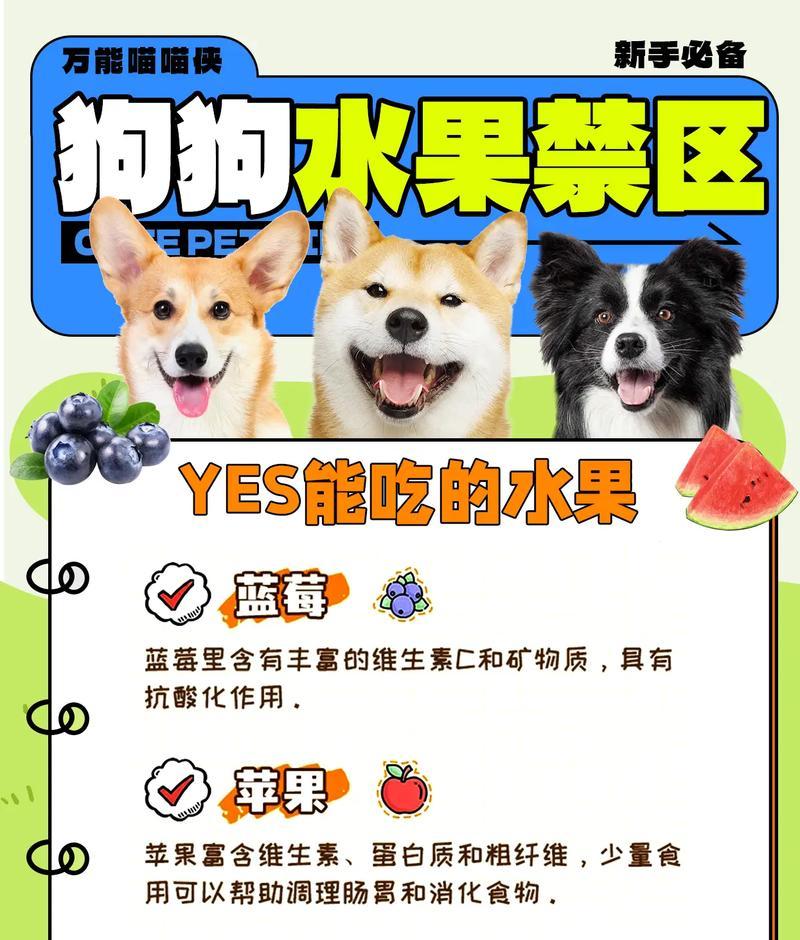 阿比西尼亚猫安全食用水果指南与喂养建议