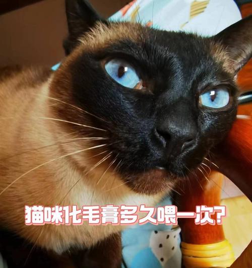 红剑喂养频率的六大关键因素，助力科学养鱼保持健康