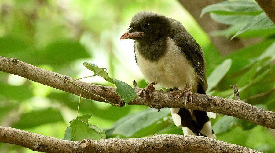 红剑喂养频率的六大关键因素，助力科学养鱼保持健康