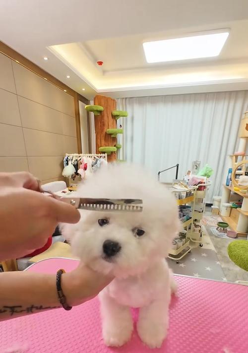 比熊宝宝三个月后洗澡时机及注意事项全指南 比熊宝宝三个月后洗澡时机及注意事项全指南