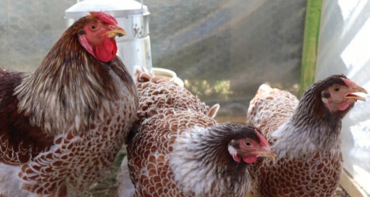 红剑喂养频率的六大关键因素，助力科学养鱼保持健康