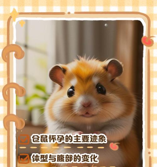 母仓鼠怀孕症状周期护理及注意事项解析