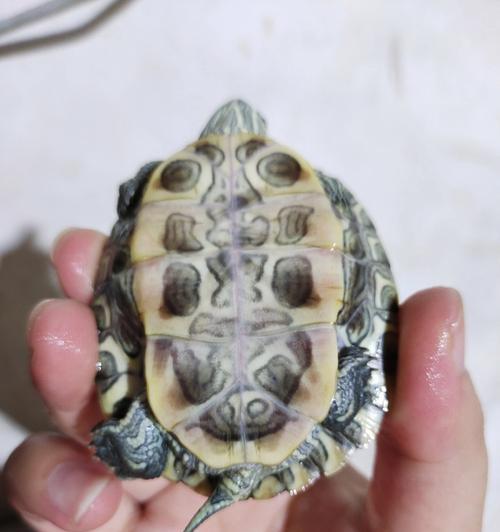 小狗性别辨别技巧与特征全面指南