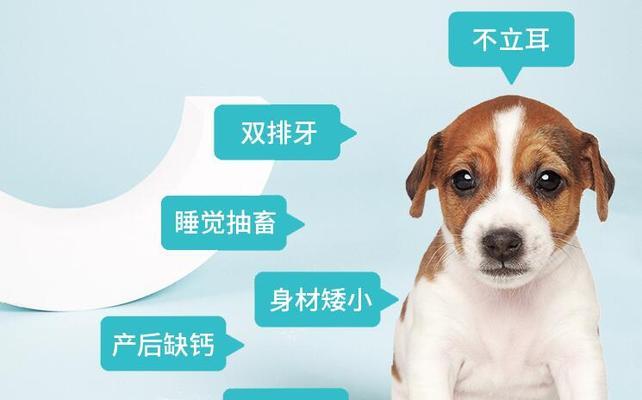 小狗性别辨别技巧与特征全面指南