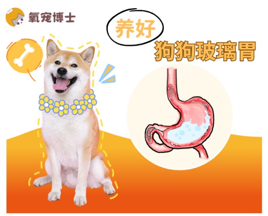 狗狗肠胃调理指南与症状缓解方法推荐 狗狗肠胃调理指南与症状缓解方法推荐