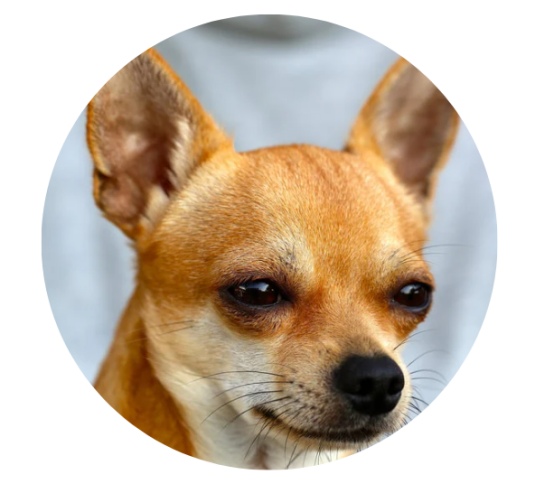 狗狗爱叫排行榜揭秘：哪些品种最爱吠叫及改善技巧