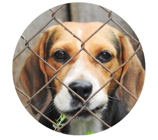 狗狗爱叫排行榜揭秘：哪些品种最爱吠叫及改善技巧