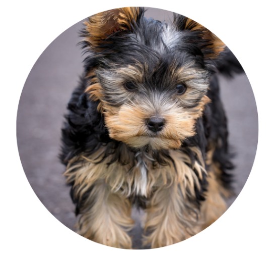 狗狗爱叫排行榜揭秘：哪些品种最爱吠叫及改善技巧