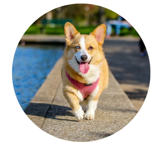 狗狗爱叫排行榜揭秘：哪些品种最爱吠叫及改善技巧