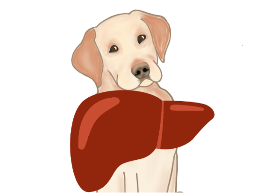 狗狗养肝护肝食物指南 优质蛋白与蔬果推荐